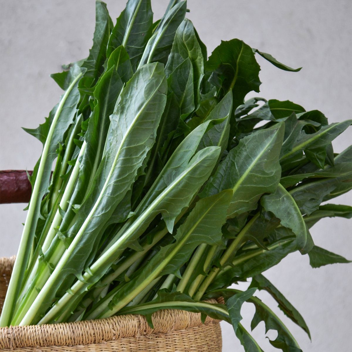 Chicorée Catalogna Puntarelle Gemüsesamen
