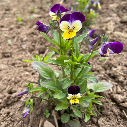 Johnny Jump Up Flower Seeds