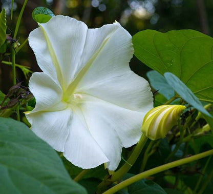 Moon flower Seeds