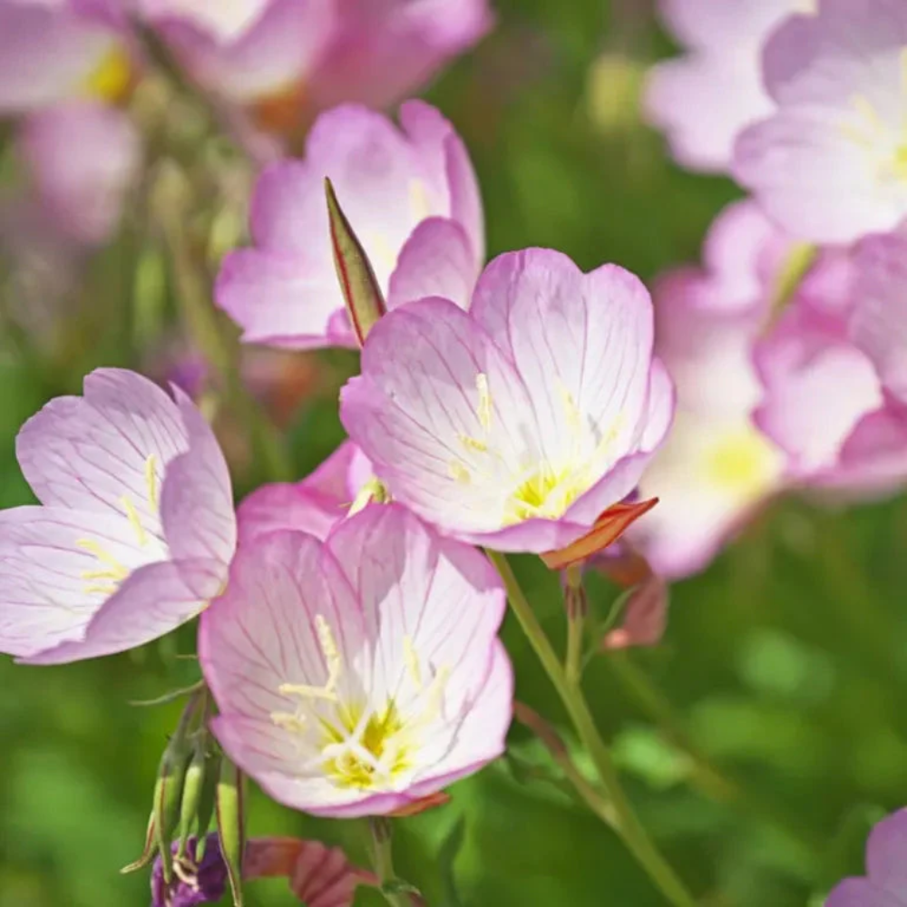 Showy Evening Primrose Flower Seeds