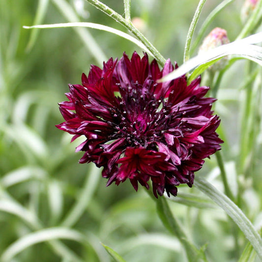 Black Bachelor Button Flower Seeds