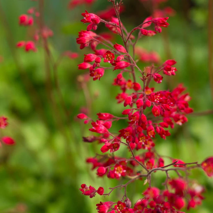 Coral Bells Flower Seeds