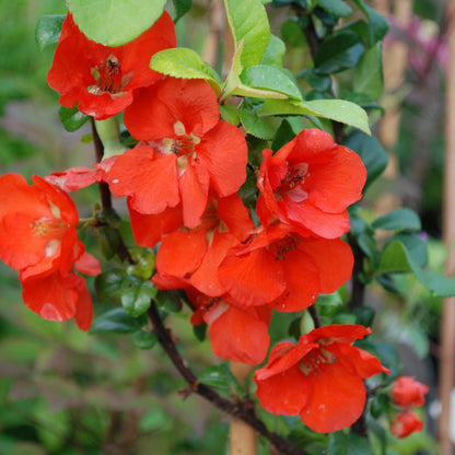 Chaenomeles Japonica Flower Seeds