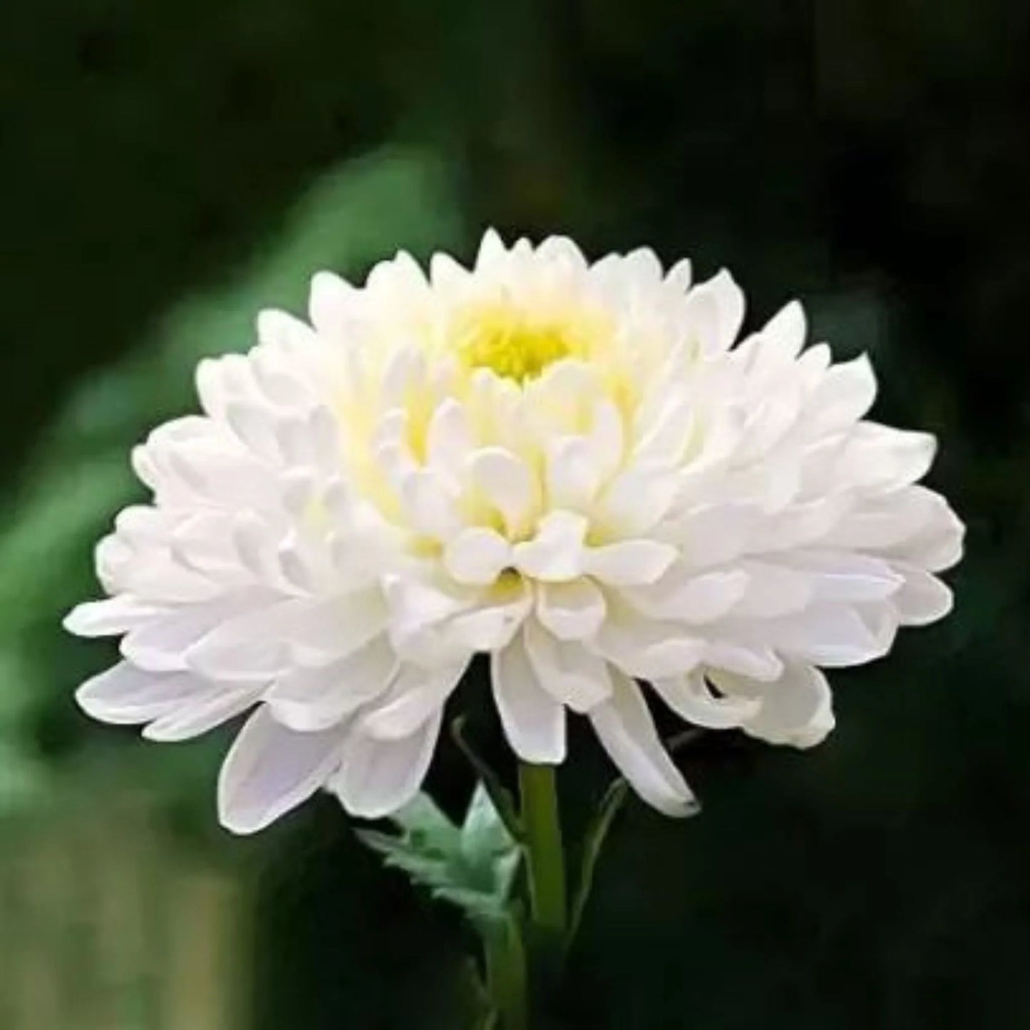 White Chrysanthemum Flower Seeds