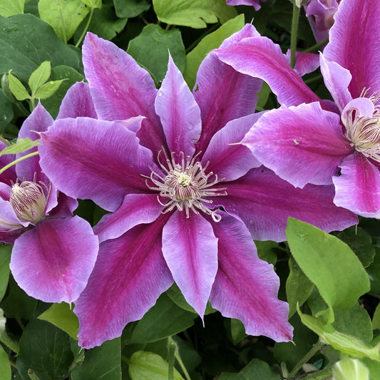 Queen of Vines Clematis Flower Seeds