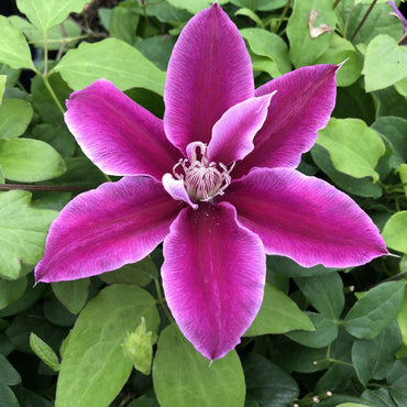 Queen of Vines Clematis Flower Seeds