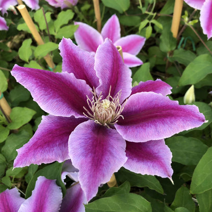 Queen of Vines Clematis Flower Seeds