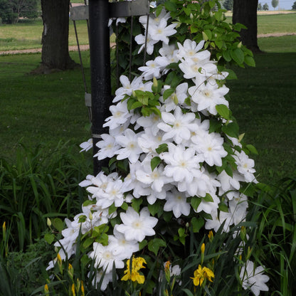 Clematis 'Henryi' Flower Seeds