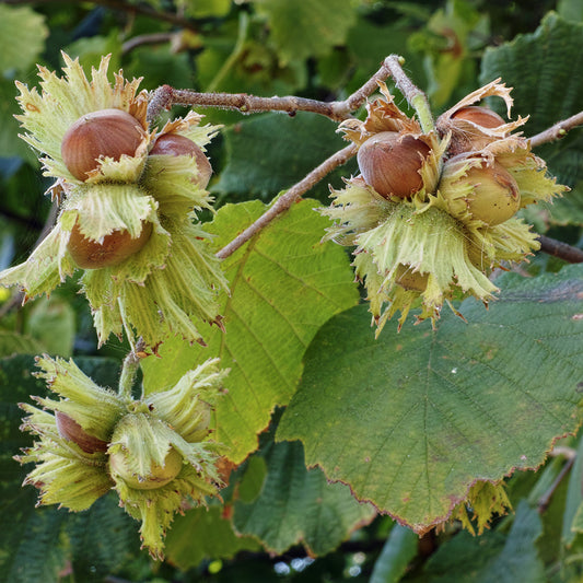 Corylus Avellana Fruchtsamen