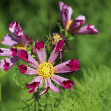 Sea Shells Cosmos Bipinnatus Flower Seeds