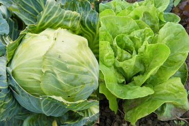 Loose Leaf Cabbage and Lettuce Vegetable Seeds for Planting – Heirloom, Non-GMO, Easy to Grow, Annual