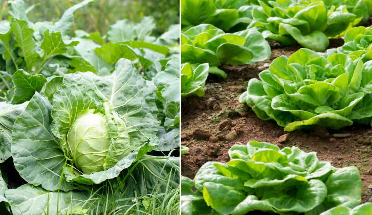 Loose Leaf Cabbage and Lettuce Vegetable Seeds