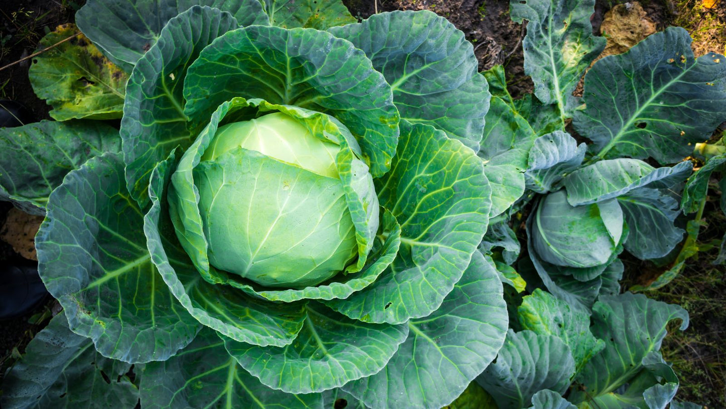 Loose Leaf Cabbage and Lettuce Vegetable Seeds