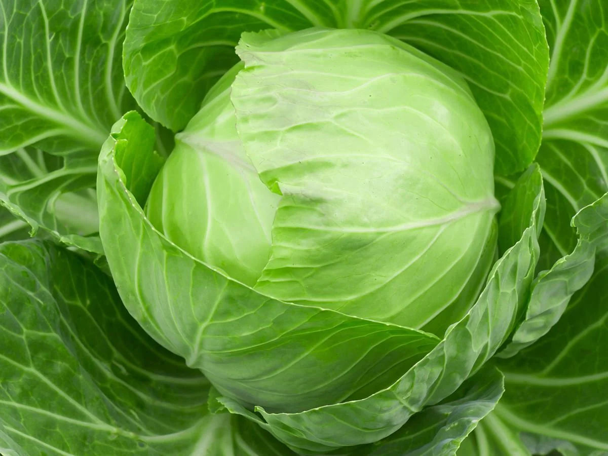 Cabbage Vegetable Seeds
