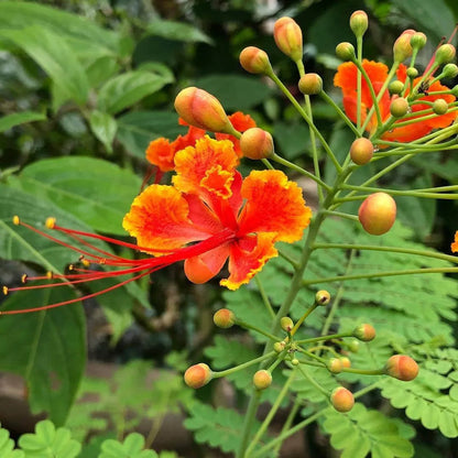 Pride of Barbados Shrub  Seeds
