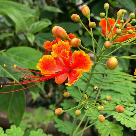 Semi di Arbusto Pride of Barbados
