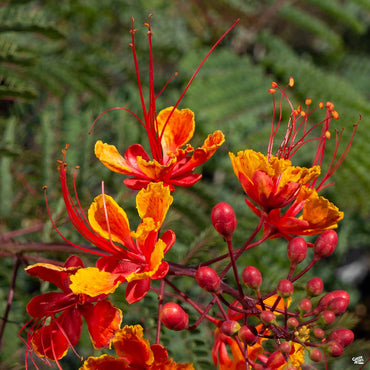 Red Bird of Paradise Flower Seeds