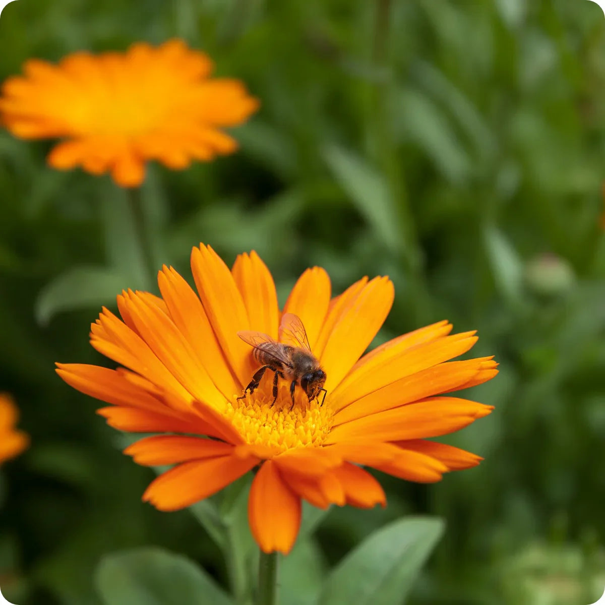 Resina Calendula Flower seeds for Planting Seasonal Bloomer Heirloom & GMO Free Seeds for Home Garden