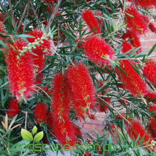 Red Callistemon Flower seeds for Planting - Sun Loving, Heirloom & GMO Free Seeds for Home Garden
