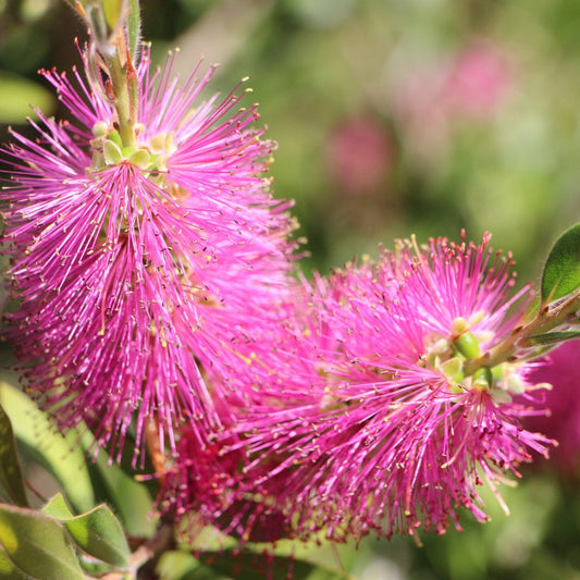 Pink Bottle Brush Flower seeds for Planting - Pollinator Friendly, Heirloom & GMO Free Seeds for Home Garden
 
 Sale for planting in home garden
