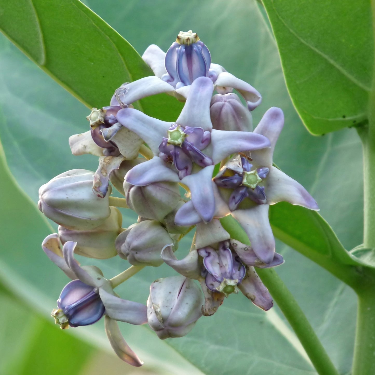 Calotropis Gigantea Blumensamen