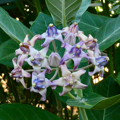Calotropis Gigantea Blumensamen