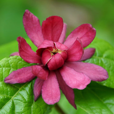 Carolina Allspice Flower Seeds