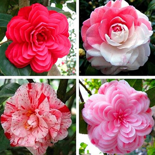 Camellia Japonica Garden Shrubs
