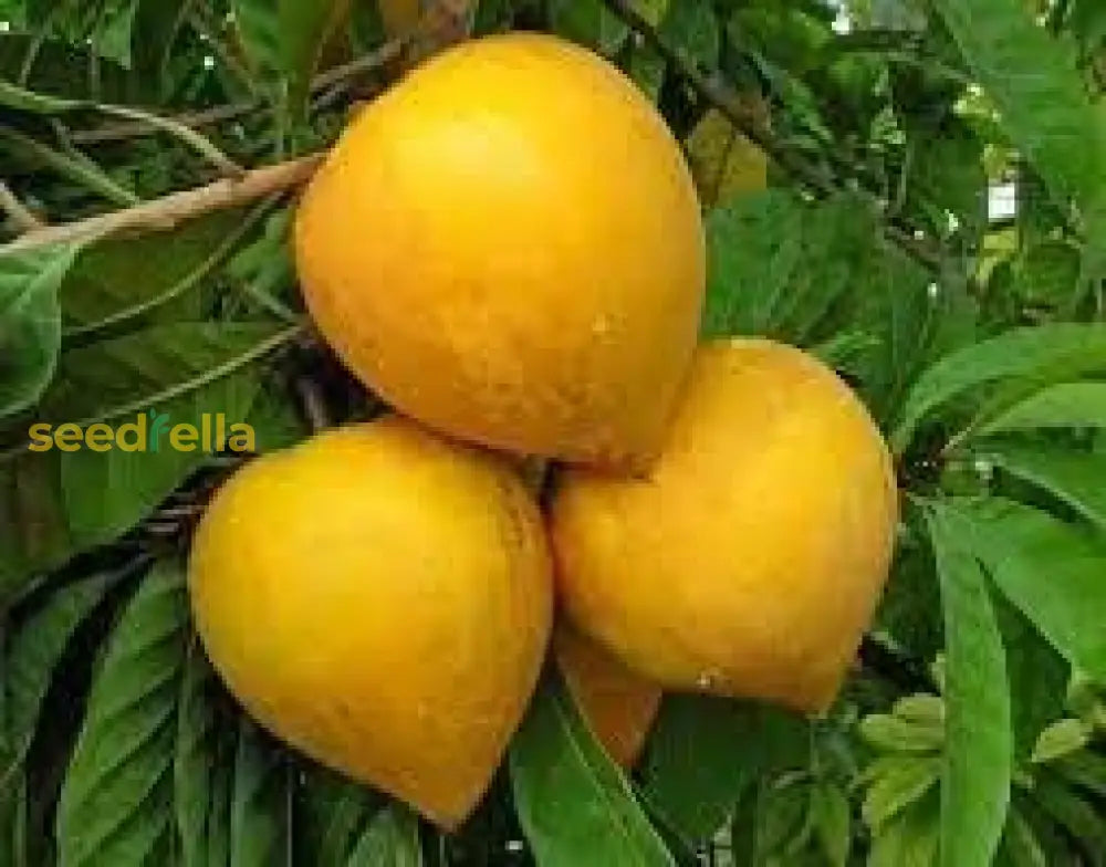 Campechiana Fruit Seeds For Planting heirloom non-gmo organic garden seeds