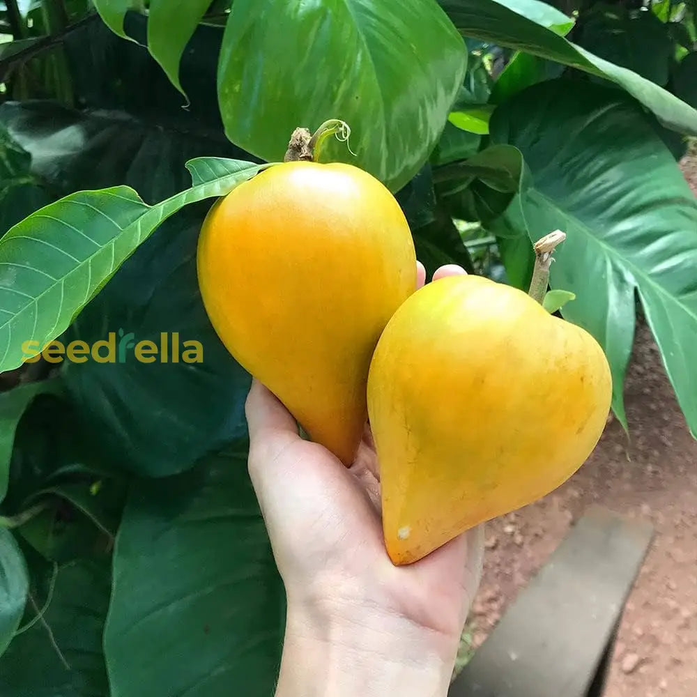 Campechiana Fruit Seeds for Planting