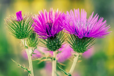 Milk Thistle Flower Seeds