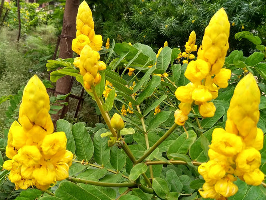Senna (Senna Alata) seeds for planting in home garden