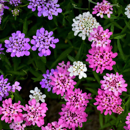 Candytuft Flower Seeds