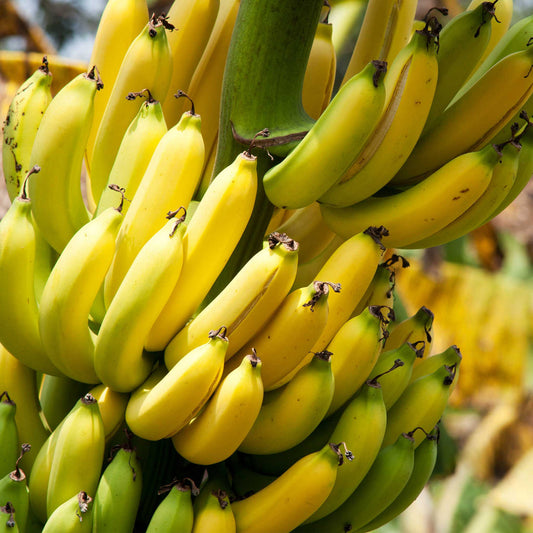 Dwarf Cavendish Banana Fruit Seeds