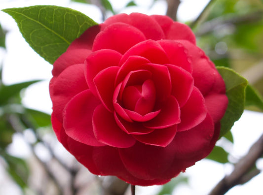 Classic Camellia Flower Seeds For Easy Planting