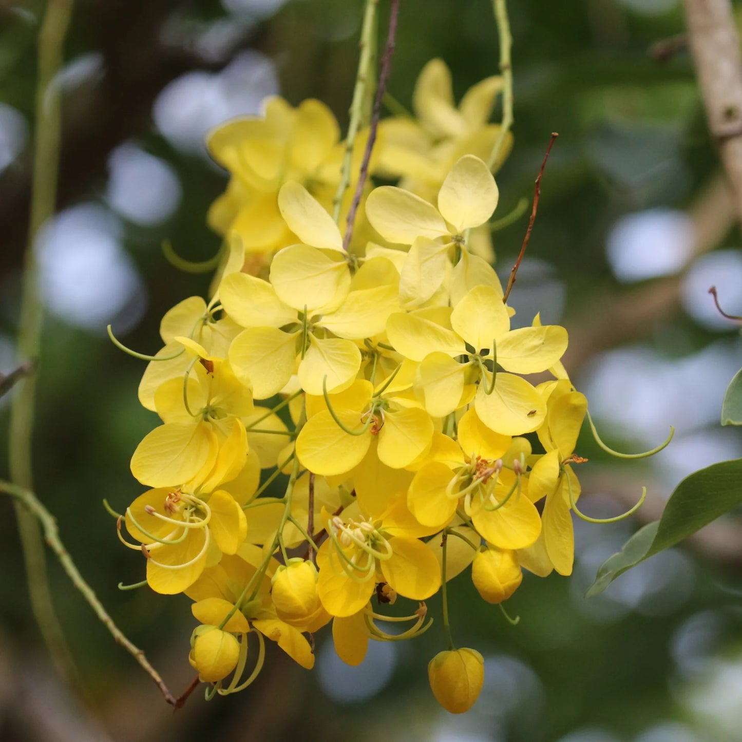 Golden Shower Flower Seeds