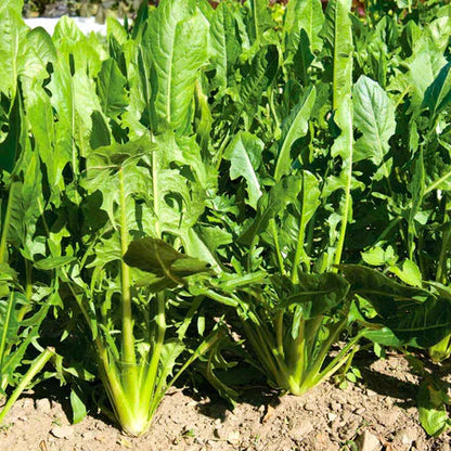 Catalogna Chicory Vegetable Seeds