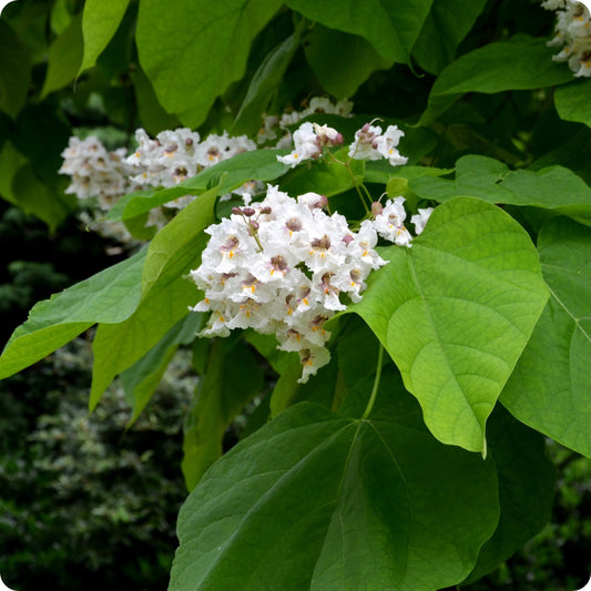 Southern Catalpa Flower Seeds