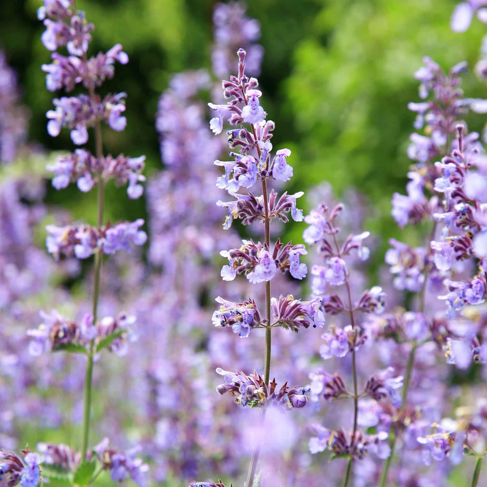 Catmint Flower Seeds