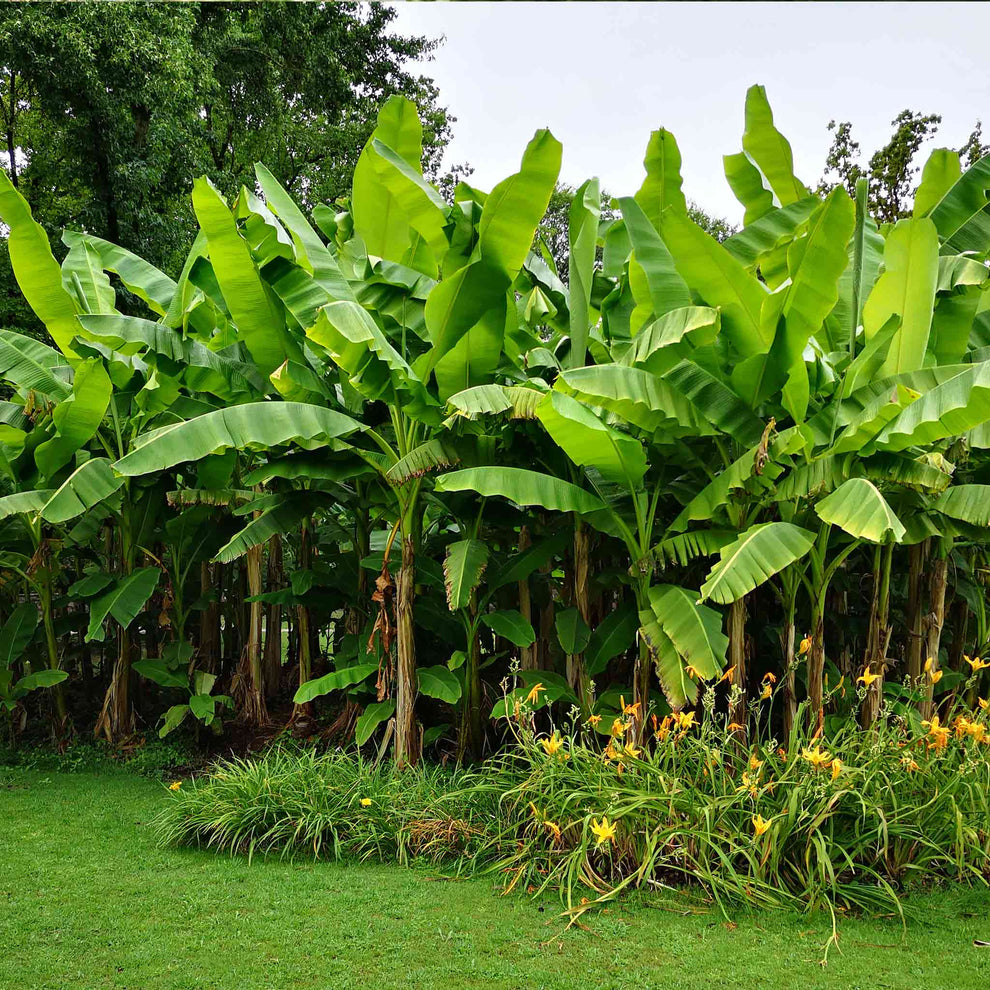 Dwarf Cavendish Banana Fruit Seeds