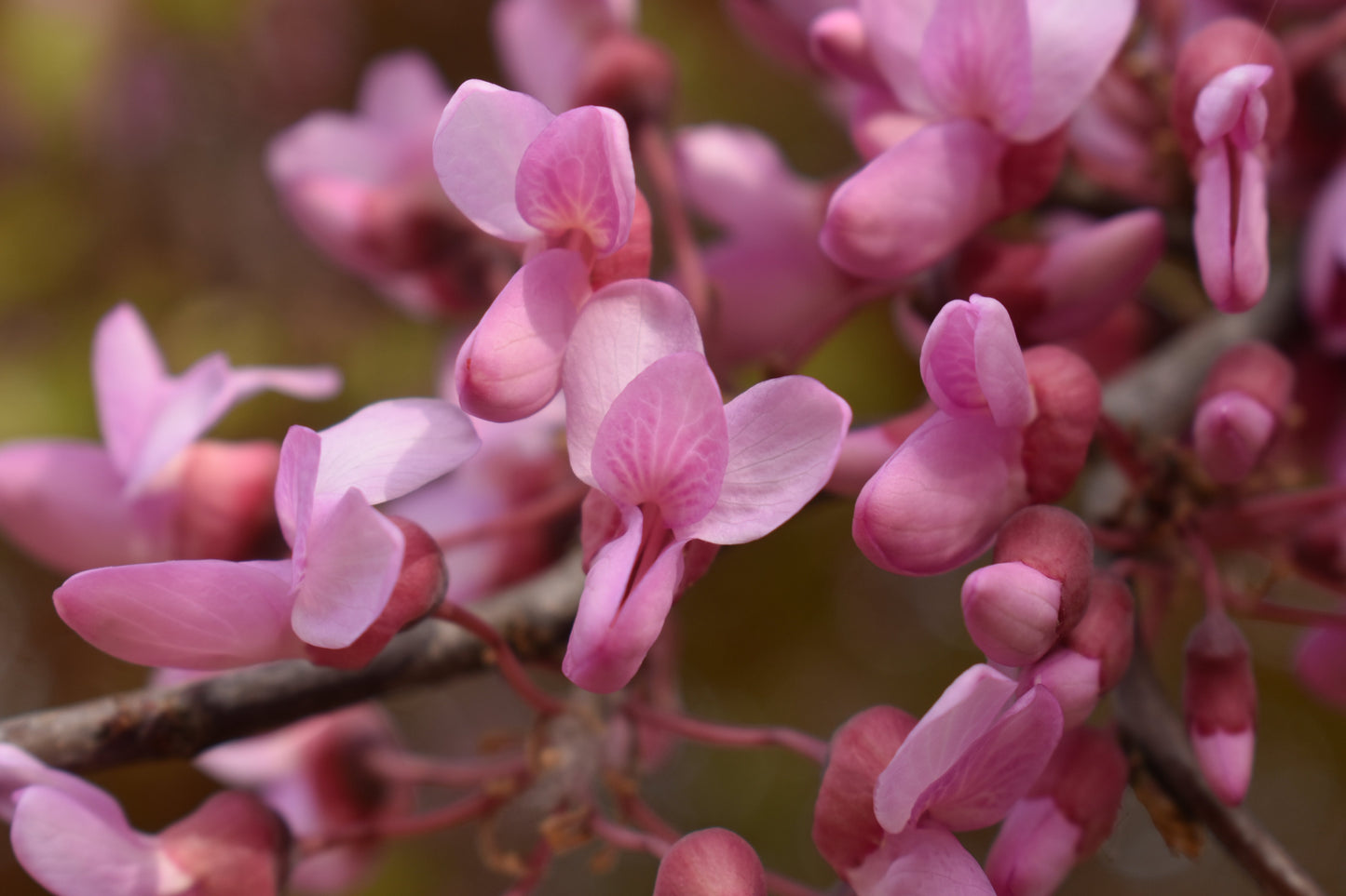 Heirloom Cercis Siliquastrum Flower seeds for Planting Easy to Grow Heirloom & GMO Free Seeds for Home Garden 
 
 Sale
