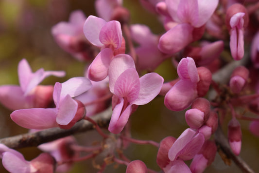 Heirloom Cercis Siliquastrum Flower seeds for Planting Easy to Grow Heirloom & GMO Free Seeds for Home Garden 
 
 Sale