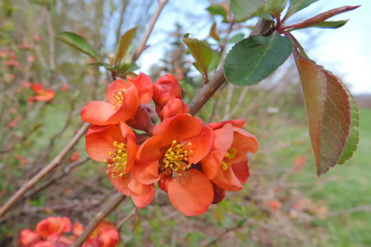 Chaenomeles Japonica Flower Seeds