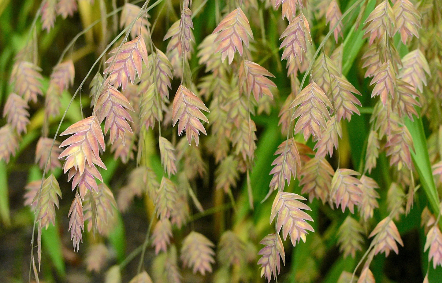 Northern Sea Oats Plant Seeds