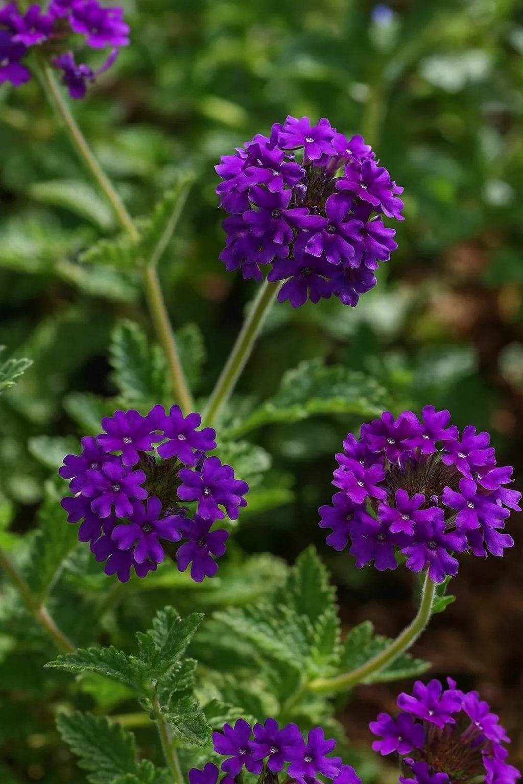 バーベインの花の種 植え付け用 耐寒性品種 伝統種・遺伝子組み換えなし 家庭菜園向け