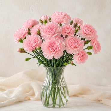 Baby Pink Carnation Flower seeds for Planting - Premium Quality, Heirloom & GMO Free Seeds for Home Garden