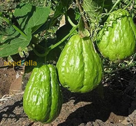 Chayote Seeds For Planting Premium Vegetable Seeds heirloom non-gmo organic garden seeds