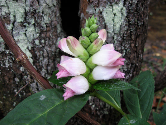 Chelone Glabra Flower seeds for Planting Cottage Garden Essential Heirloom & GMO Free Seeds for Home Garden 
 
 Sale