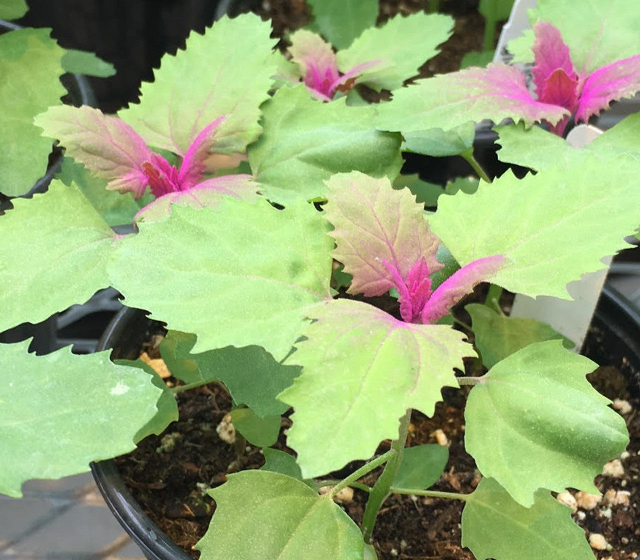 Tree Spinach Vegetable  Seeds