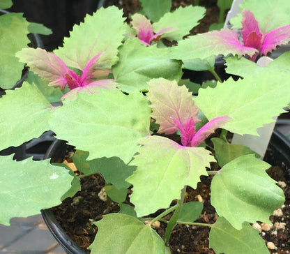 Tree Spinach Vegetable  Seeds